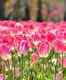 Japan chops down 1 lakh tulips to discourage mass gathering amid COVID-19 crises