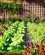 Srinagar residents to soon grown their own food; SMC makes kitchen gardening mandatory