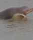 Lockdown effect: Gangetic dolphins spotted at Kolkata ghats after 30 years!