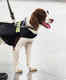 Can sniffer dogs help to detect COVID-19 positive patients? Might soon be a reality at airports