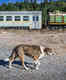 A virtual tour of Chernobyl with special focus on dogs