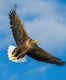 Britain’s largest bird of prey, white-tailed eagle, returns home after 240 years!