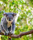 Koalas are returning to Australian forests post bushfires