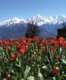 Tulips bloom in large numbers Uttarakhand’s Himalayan town Munsiyari