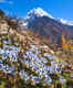 Spotting wildflowers in the Himalayas; our top five