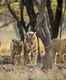 India’s Tiger Census enters Guinness Book of World Records