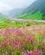 Uttarakhand: Valley of Flowers is now open for tourists