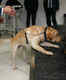 Dubai Airport becomes the first to deploy dogs to sniff and detect Coronavirus