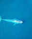 Photographer in Sydney captures a rare blue whale seen only for the third time in a century!