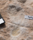 120000 years old human footprints traced in Saudi Arabia