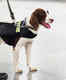 This airport will soon deploy sniffer dogs to detect passengers with COVID-19 symptoms