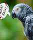 This park in England saw parrots that welcome visitors with swear words!