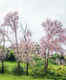 Shillong turns all shades of pink with cherry blossoms in full bloom