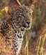 MP’s Panna Tiger Reserve now a UNESCO Biosphere Reserve