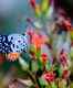 Karnataka: Butterfly Festival to start from November 7