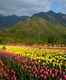 Srinagar: Efforts underway to make 2021 Tulip show a grand affair