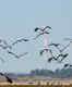 Rare migratory birds spotted at Bhitarkanika National Park in Odisha