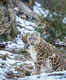 Uttarakhand set to promote conservation; organises winter snow leopard tours