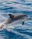 Rare striped dolphins spotted in UAE’s Fujairah after two decades