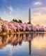 Enjoy Washington DC’s cherry blossom festival from your home