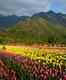 Srinagar’s famous Tulip Garden is now open to public; PM Modi urges people to visit