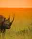 A wildlife bond that you can buy and save the black rhino species