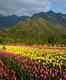 Kashmir to host Tulip Festival to promote tourism from April 3