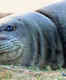 Couple faces heat after touching endangered Hawaiian monk seal