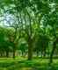 UP announces 134 acre urban forest in Mathura; work to begin in September