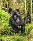 COVID-19: How safe is it to go near wildlife? Gorillas at Zoo Atlanta in the US found positive for Coronavirus
