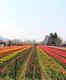 Asia’s largest tulip garden reopens in Srinagar