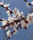 Ladakh to host Apricot Blossom Festival in April