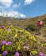 Valley of Flowers trek in Uttarakhand to begin from June 1, 2022