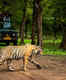 Gujarat all set to get first tiger safari park in Dang