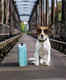 How to travel in a train in India with your pet?