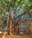Kantharpur Banyan Tree is the newest tourist attraction in Gandhinagar, Gujarat