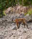 Jim Corbett National Park: Garjia Zone to open for tourism