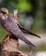 Witness the annual Amur falcon migration in Nagaland, Manipur and Assam