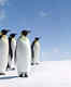 Antarctica’s Emperor Penguins declared a threatened species! Does Antarctica need to be off the tourist map?