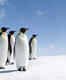 Antarctica&rsquo;s Emperor Penguins declared a threatened species! Does Antarctica need to be off the tourist map?