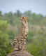 Preparations underway to start cheetah tourism in Kuno National Park, Madhya Pradesh