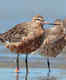 Juvenile bar-tailed Godwit ‘B6’ breaks world record; flies 13,560 km non-stop from Alaska to Australia