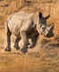 Angry rhino attacks tourists on wildlife safari; vehicle topples, leaving 7 injured