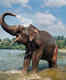 Periyar National Park, a gem of a wildlife and ecotourism destination in Kerala