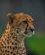 Female cheetah Sasha brought from Namibia to MP’s Kuno National Park dies due to illness
