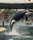 Lolita, the oldest orca in captivity, to be released into the wild after 50 long years