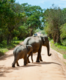Kaziranga National Park to host Gaj Utsav 2023 this month; safaris to remain closed