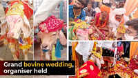Surat: Organiser arrested after Covid violations at bovine wedding 