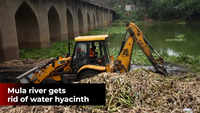 PMC removes 100 tonnes of hyacinth from Mula river 