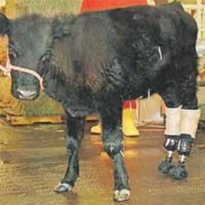 False legs help calf walk again